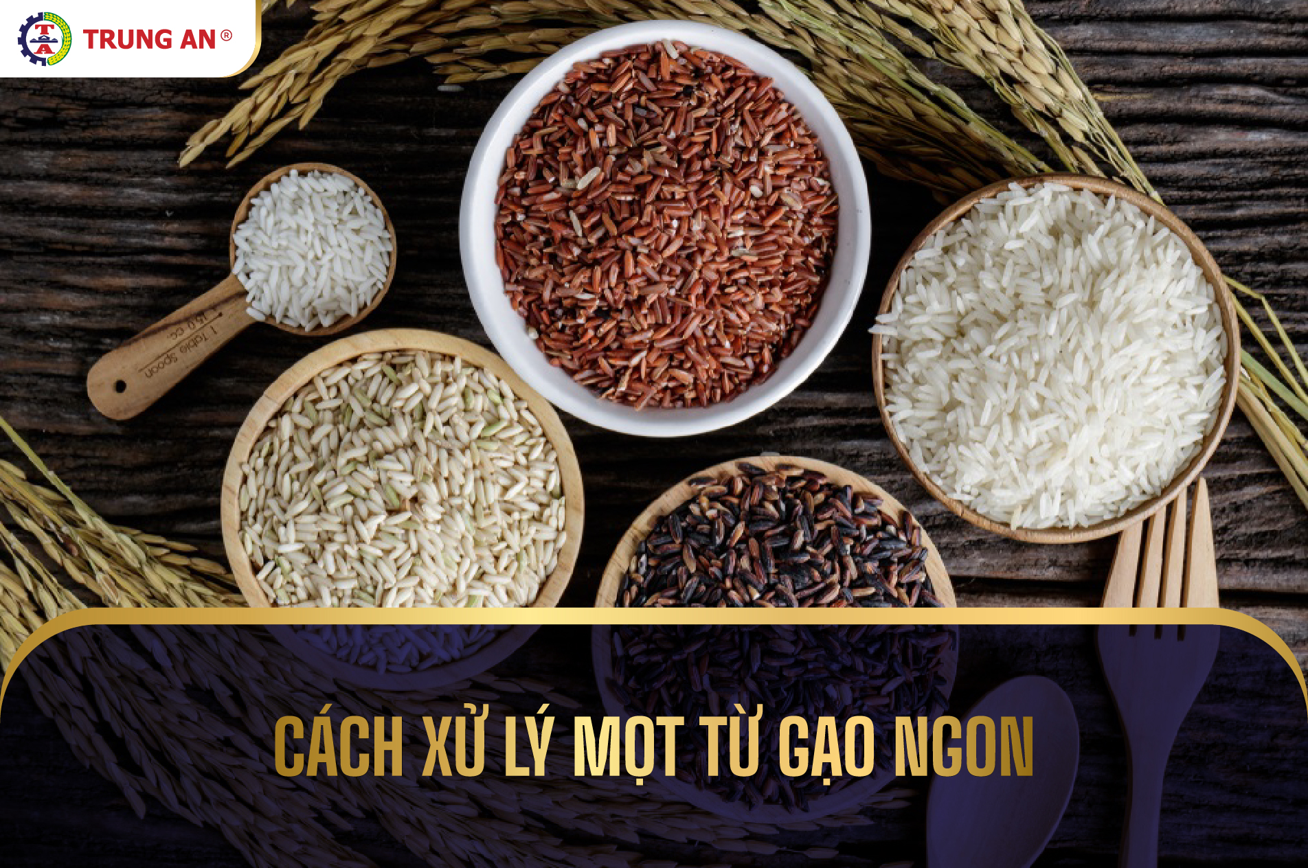 Mọt gạo là gì? Cách diệt mọt gạo an toàn không gây hại đến chất lượng gạo dùng