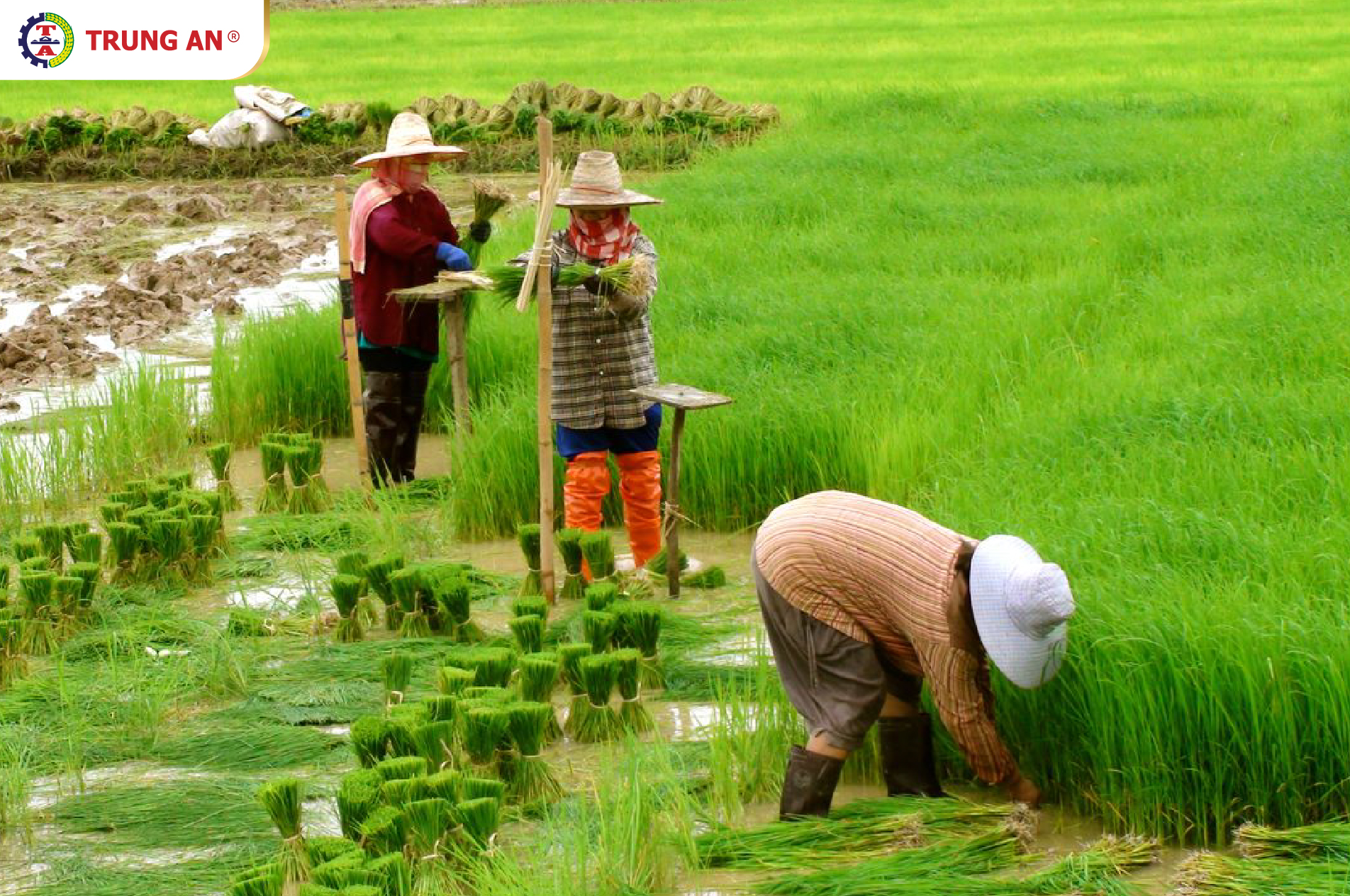 Việt Nam xuất khẩu gạo thứ mấy thế giới